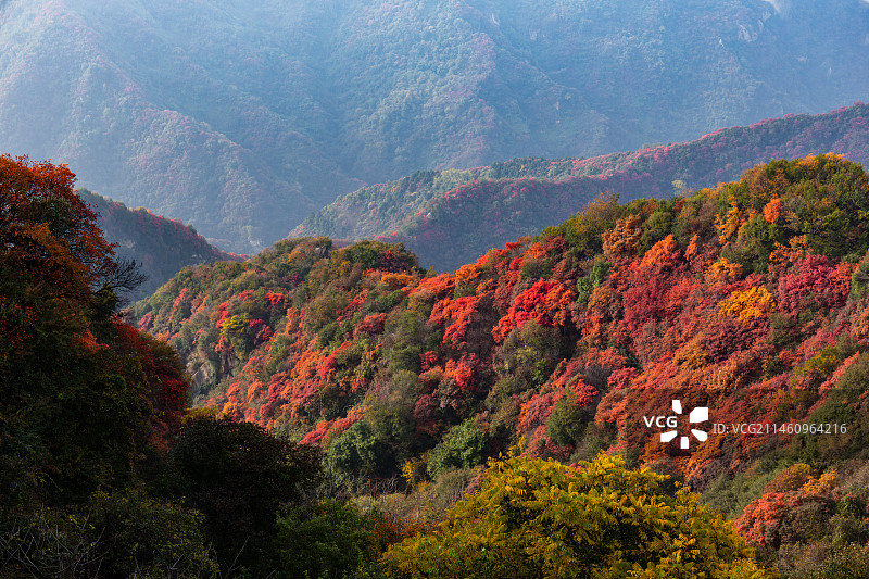 陕西西安秦岭山脉圭峰山红叶绿树秋景图片素材