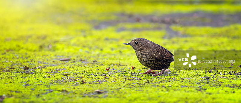 小鳞胸鹪鹛图片素材