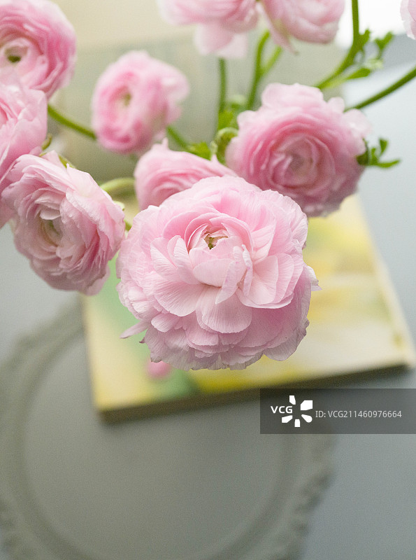 洋牡丹图片素材