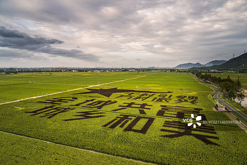 农村广阔的稻田高视角照片图片素材