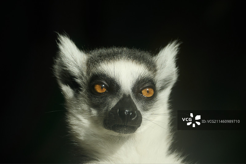 环尾狐猴图片素材