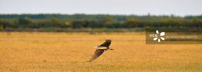 秋季稻田，一片金黄； 风吹稻香，鹭鸟飞翔； 好一派丰收景象； 这土地承载了所有希望.....图片素材