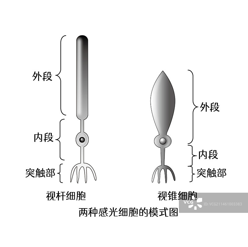 感光细胞的结构图片素材