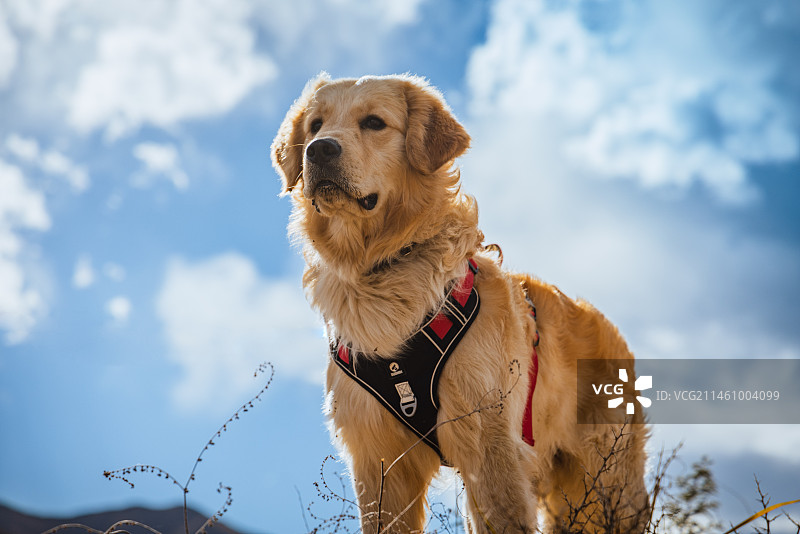 蓝天下的金毛图片素材