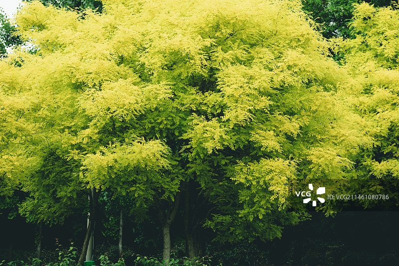 枝繁叶茂槐树叶行道树图片素材