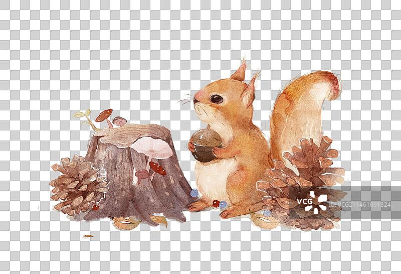 松鼠与树桩图片素材