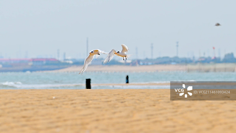 中国珍稀鸟类中华凤头燕鸥栖息理羽振翅飞翔图片素材