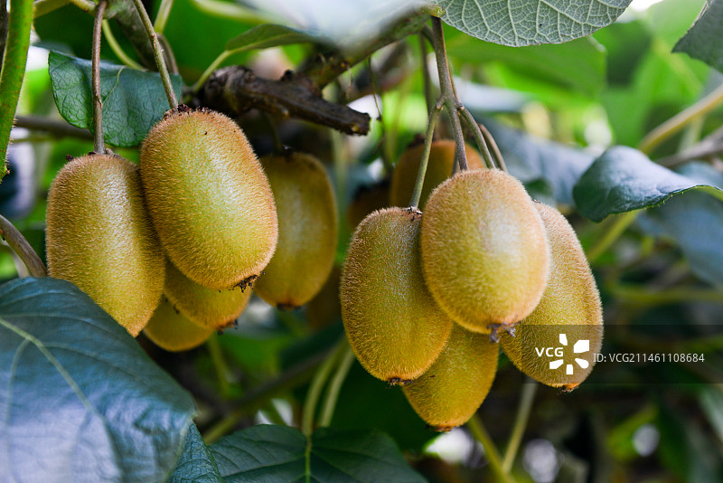 果中之王维C之王羊桃茅梨奇异果猕猴桃图片素材