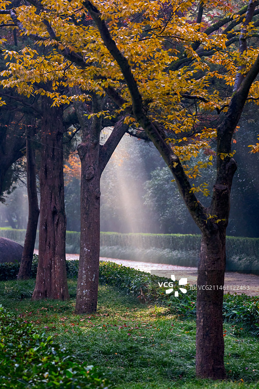 南京明孝陵石象路-秋图片素材