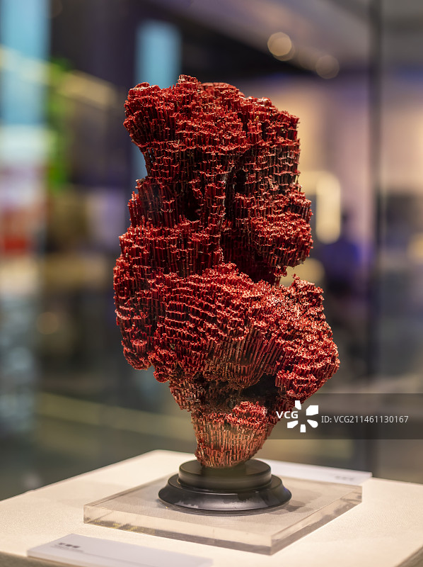 笙珊瑚图片素材