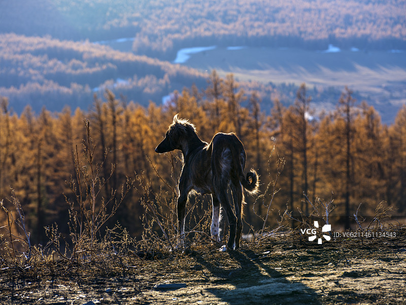 喀纳斯的狗图片素材