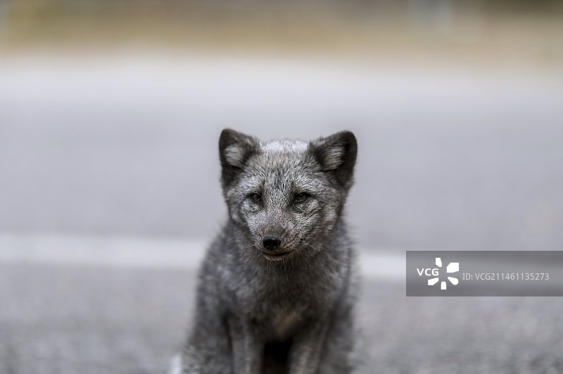 狐狸，野生狐狸。图片素材