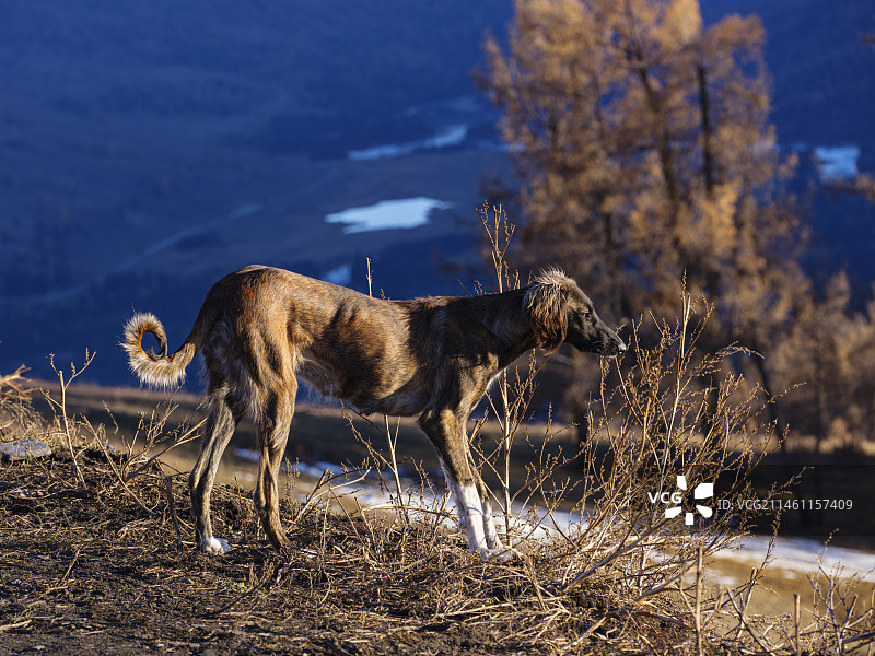 喀纳斯的狗图片素材