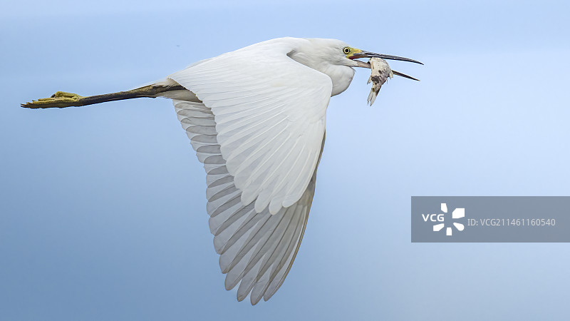 小白鹭满载而归图片素材