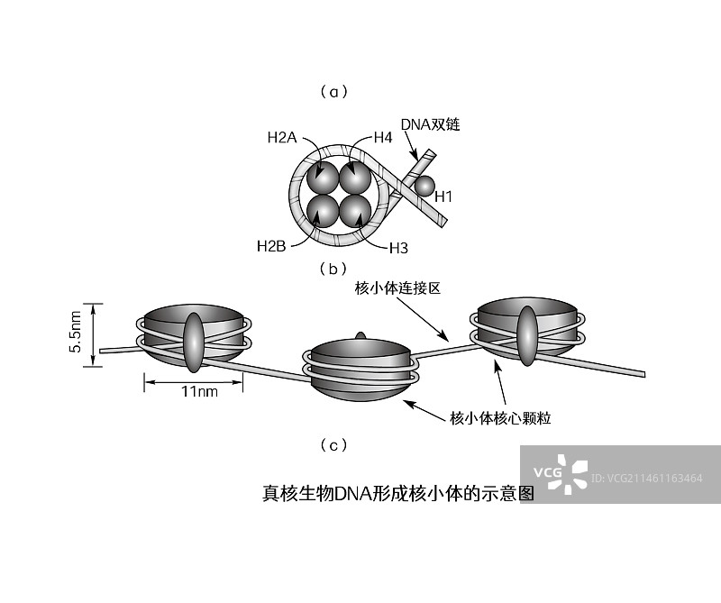 真核生物DNA形成核小体的示意图图片素材