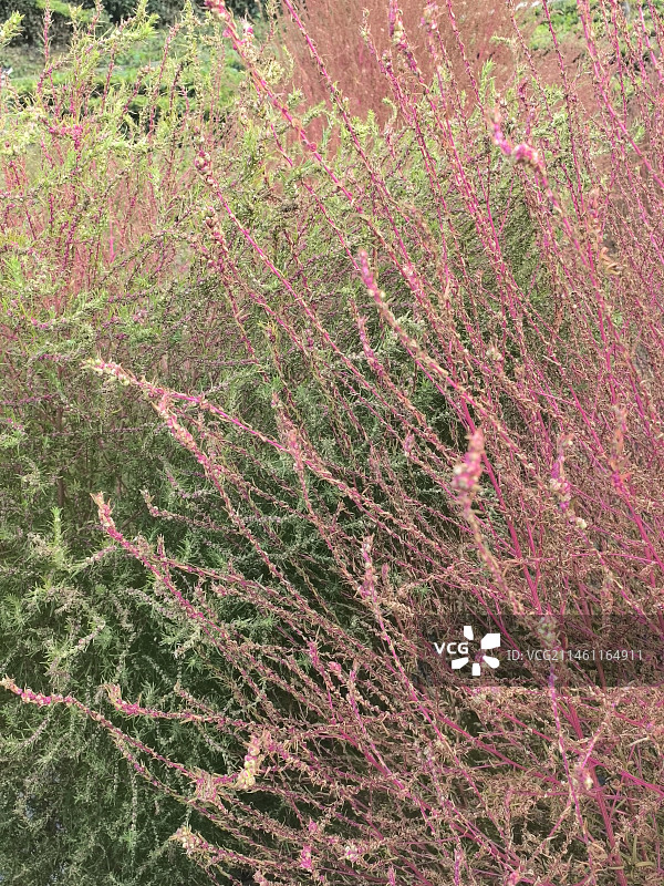 湖北恩施大峡谷朝东岩绝壁下的红色地肤草图片素材