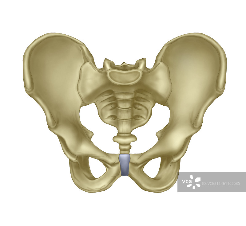 骨盆图片素材