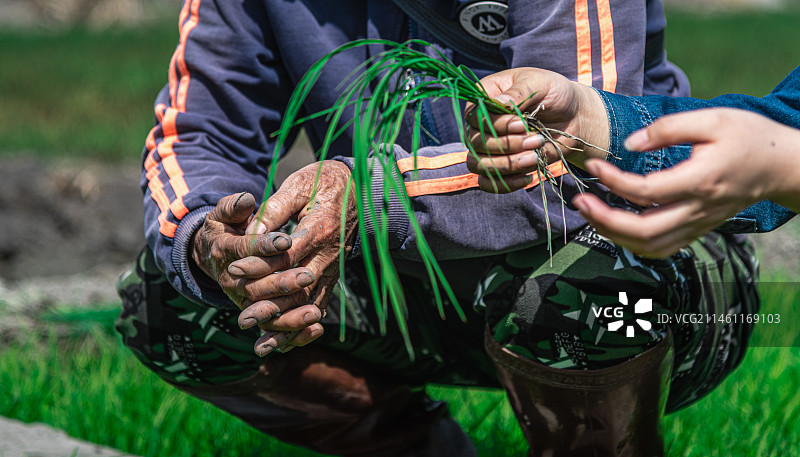 春耕 稻田 无法辨识的人 水稻插秧 机械化 插秧机图片素材