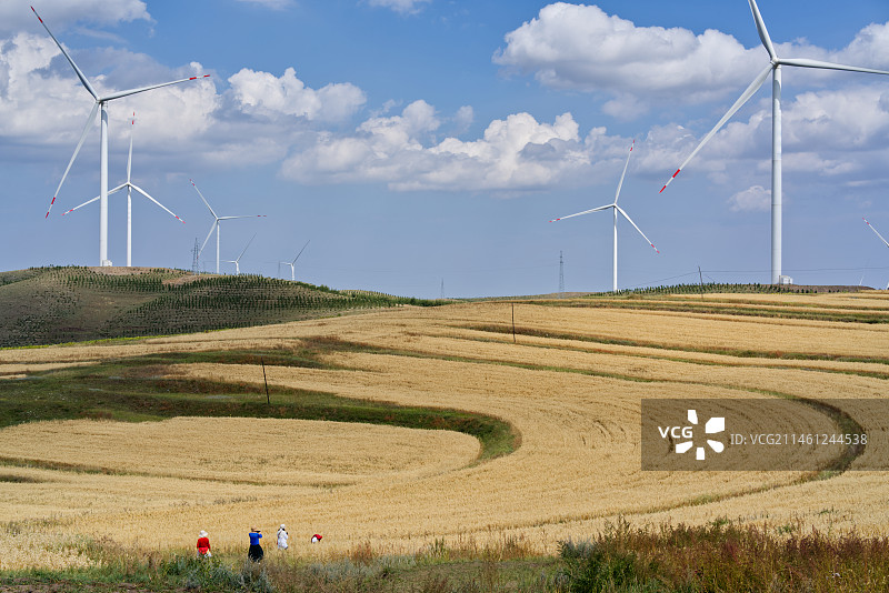 张北草原天路～莜麦丰收季图片素材