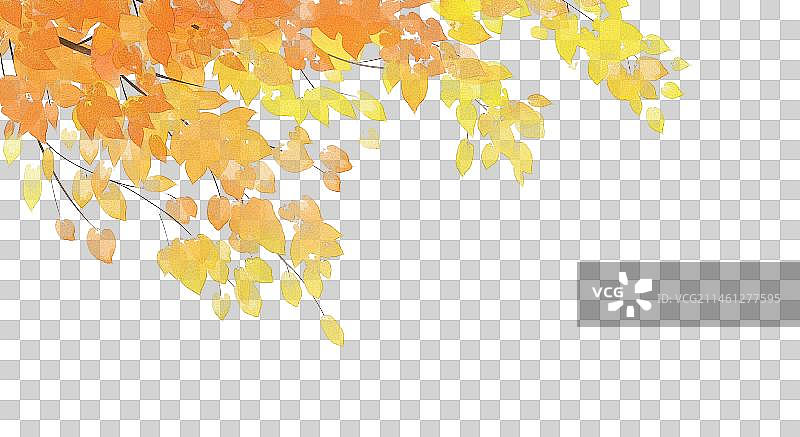 中国风插画秋天的橙色树叶图片素材