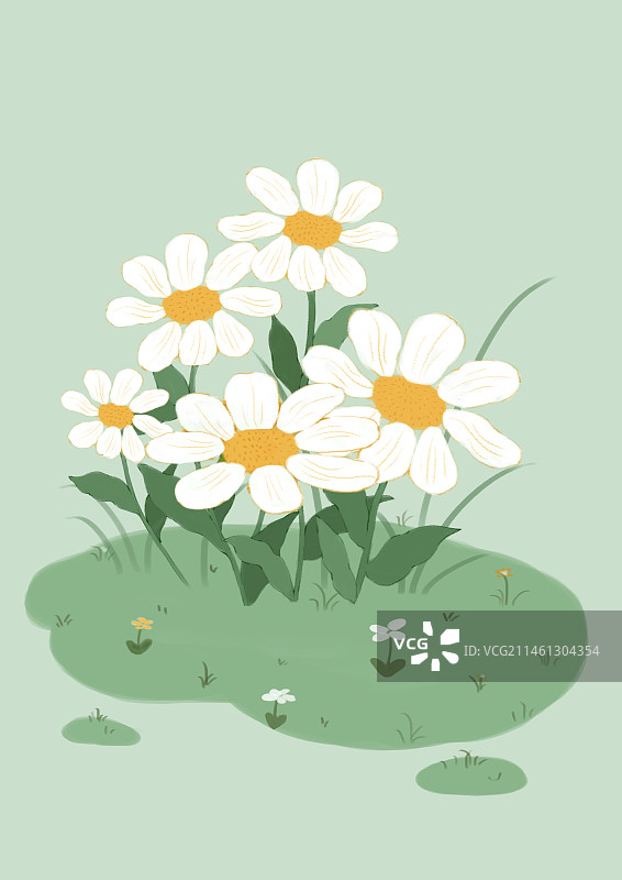 洋甘菊壁纸图片素材