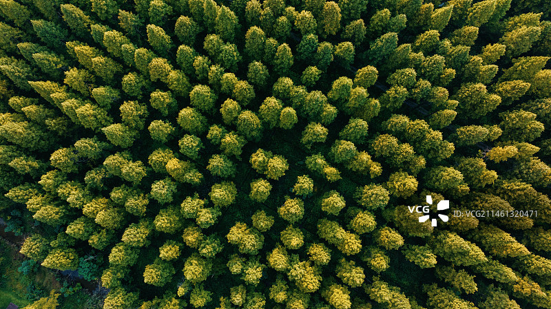 江苏东台黄海森林公园图片素材