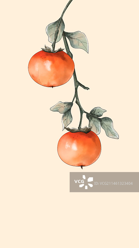 两个柿子图片素材