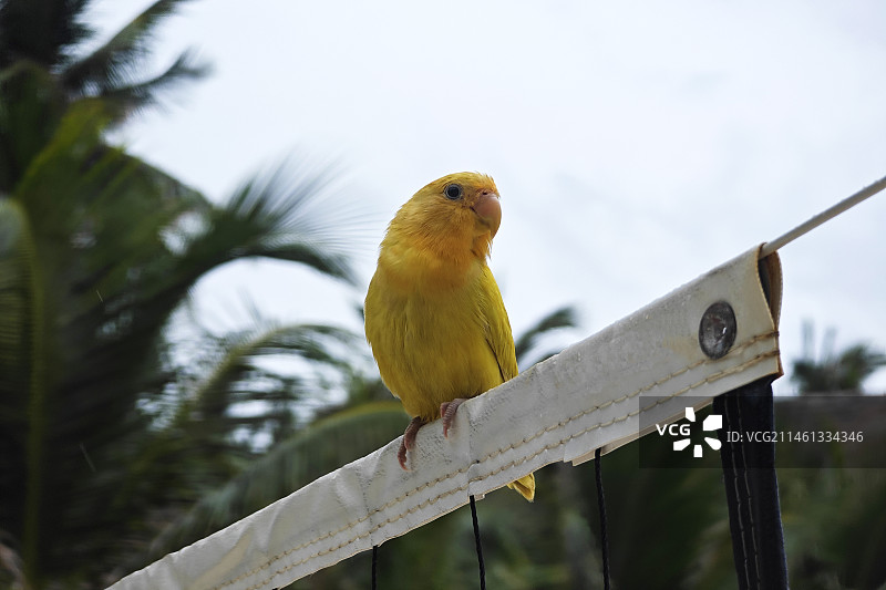 停在排球网上的黄色小鹦鹉图片素材