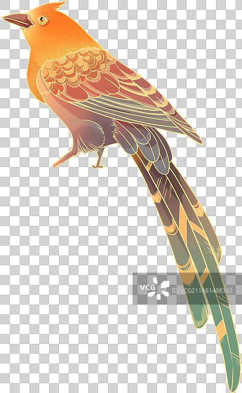 国潮风百灵鸟｜鹦鹉图片素材