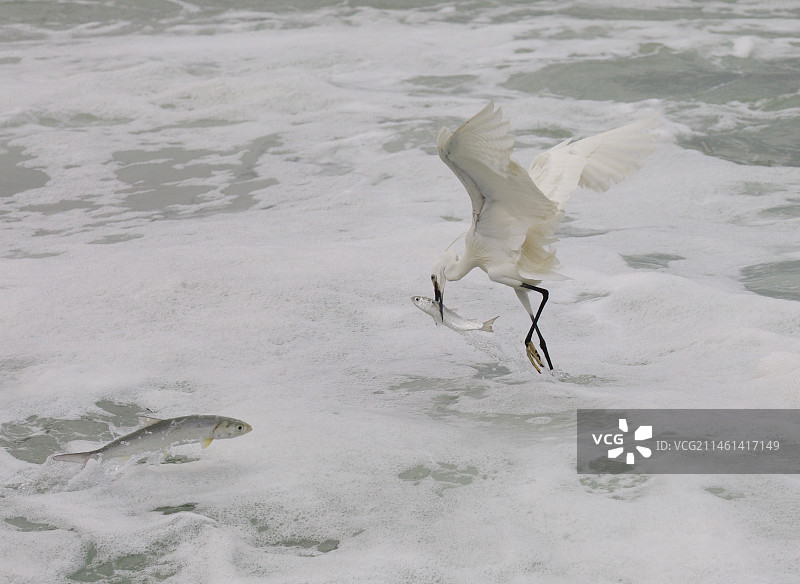 厦门白鹭捕鱼图片素材