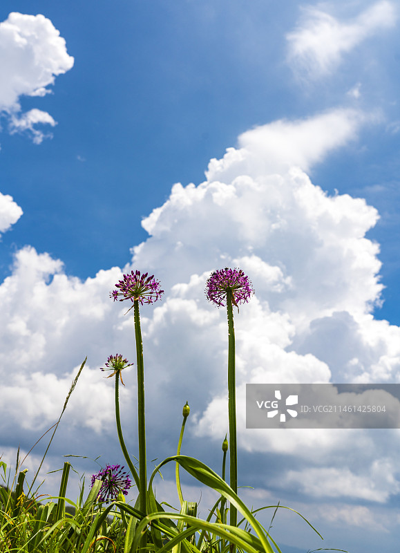 贵州六盘水乌蒙山区韭菜坪图片素材