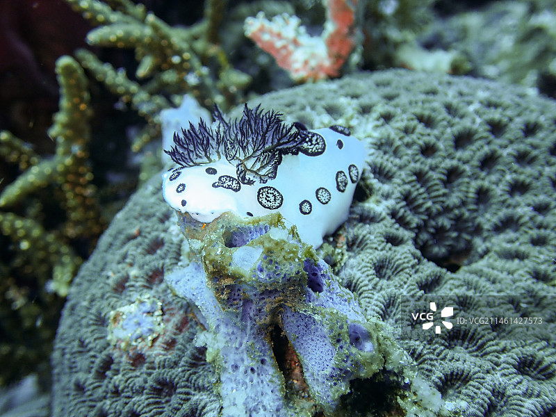 海兔微距特写图片素材