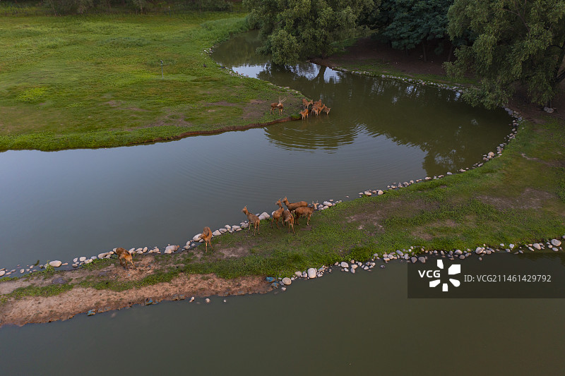 南海子麋鹿图片素材
