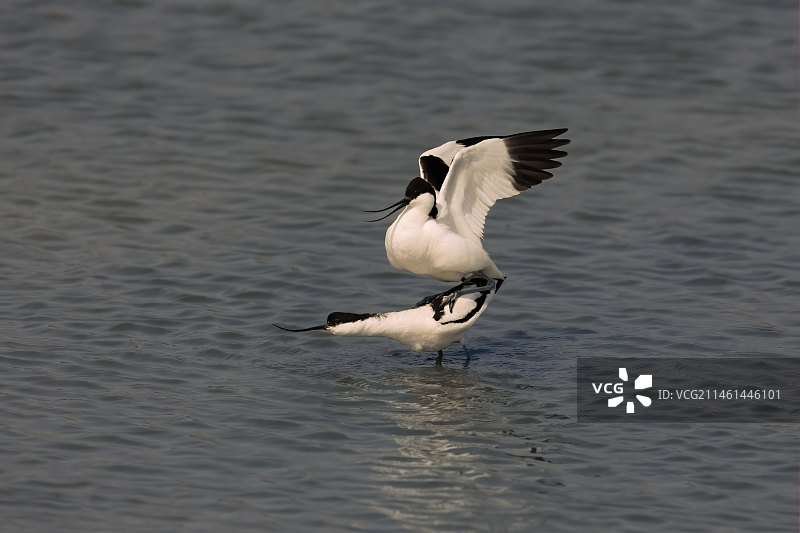 反嘴鹬图片素材