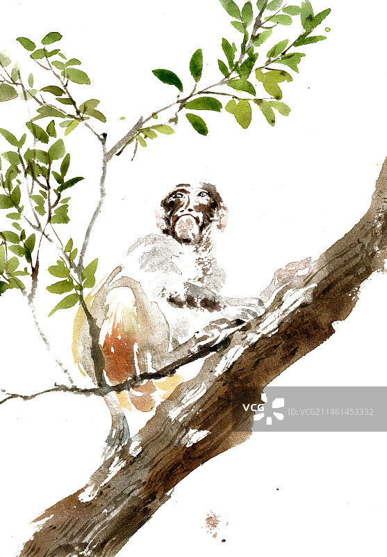 攀援的猴子图片素材