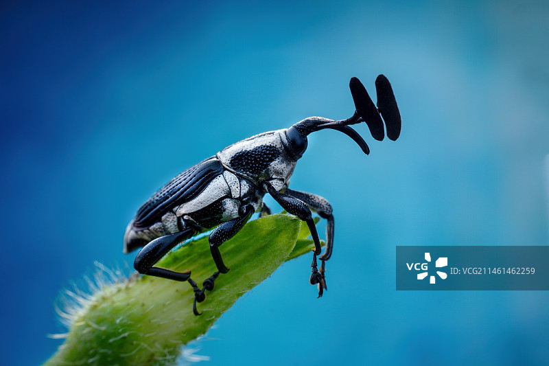 长鼻子小精灵图片素材