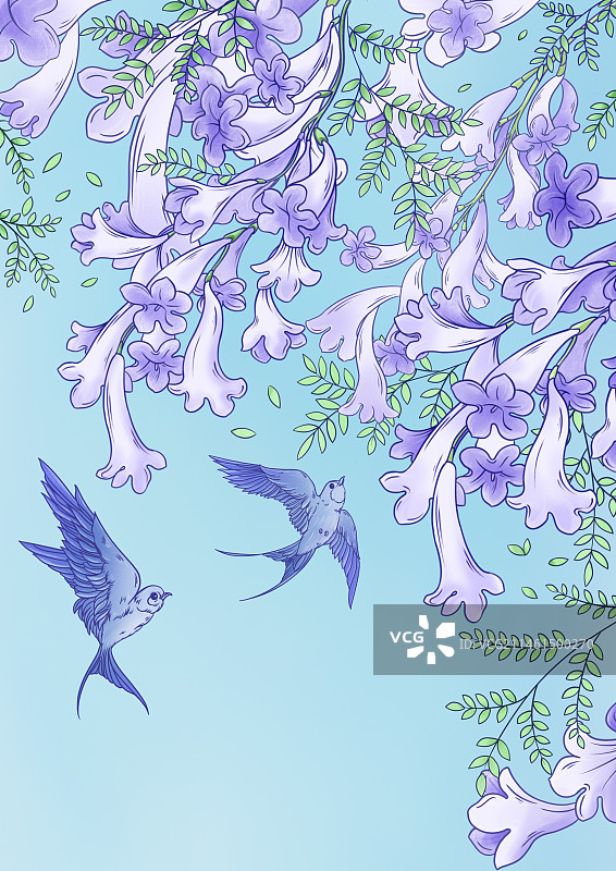 蓝花楹图片素材