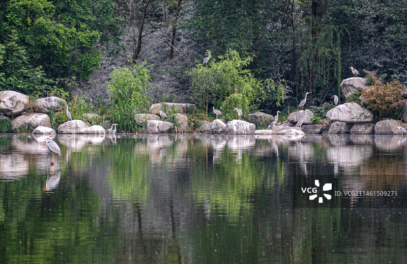 湖边的树林里的岩石和鸟图片素材
