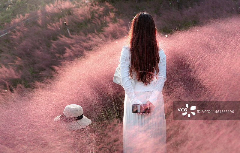 粉黛草图片素材