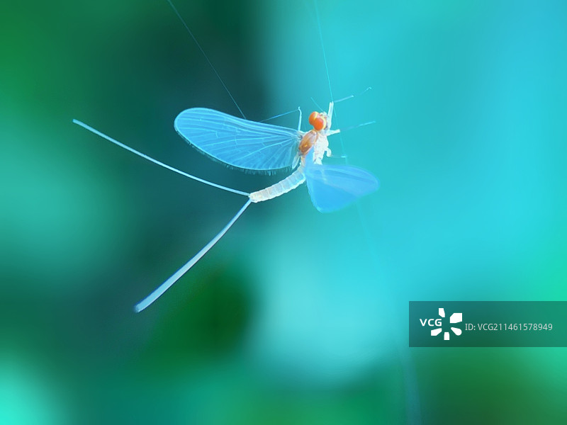 蜘蛛网上的蜉蝣图片素材