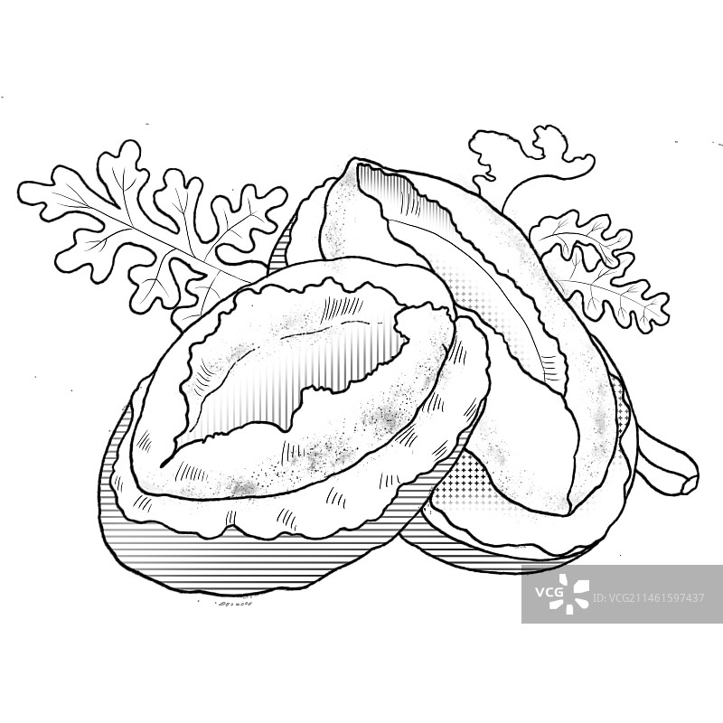 鲍鱼线描图片素材