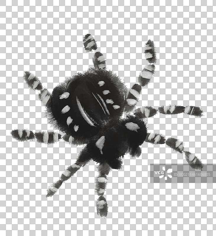 一只毛茸茸的蜘蛛昆虫元素图片素材