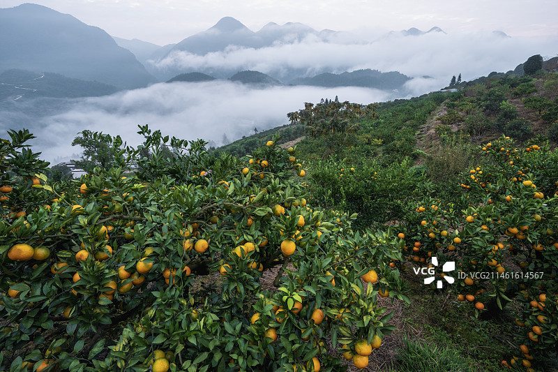 湖北恩施清江峡谷岸边柑橘成熟丰收在望图片素材