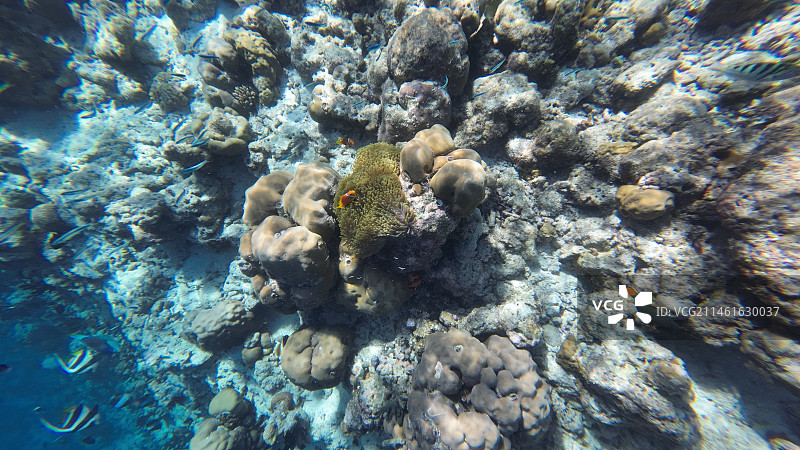 马尔代夫的水下世界-珊瑚和鱼图片素材