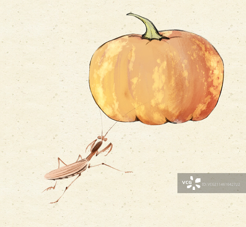 南瓜螳螂季节性蔬菜水墨插画图片素材