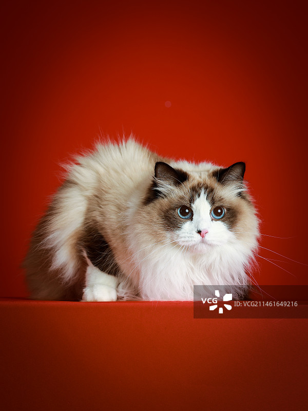 宠物猫布偶猫影棚拍摄图片素材