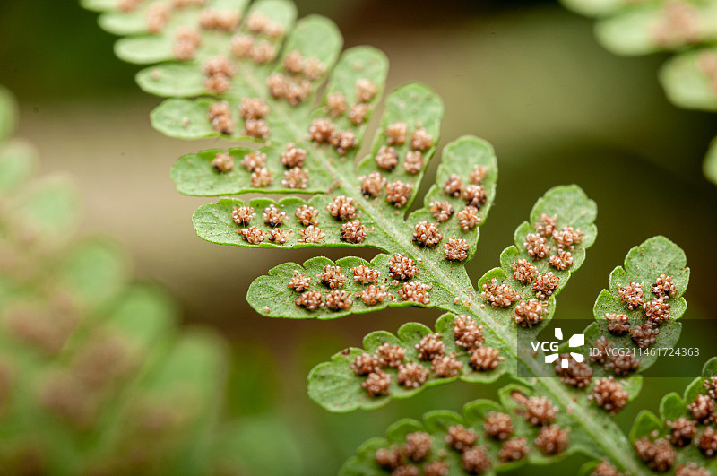 孢子囊图片素材