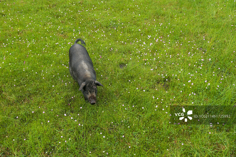 云南香格里拉 普达措湿地上的野生藏香猪图片素材