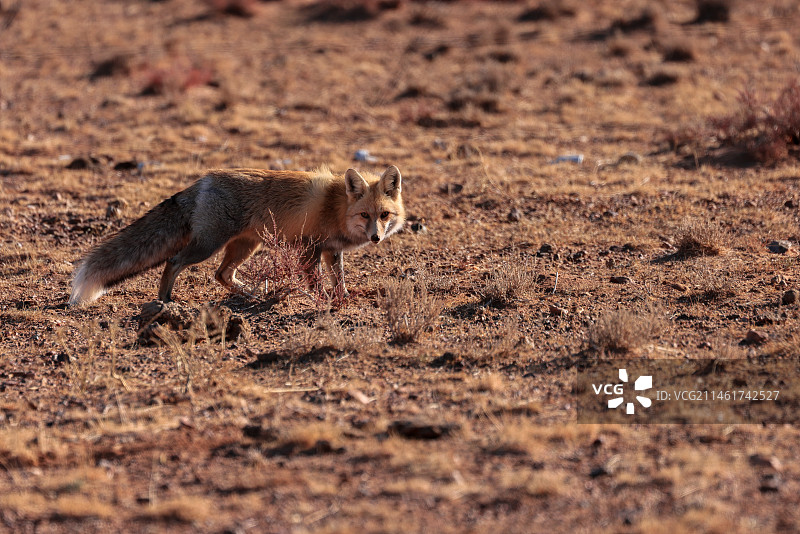 草原赤狐图片素材