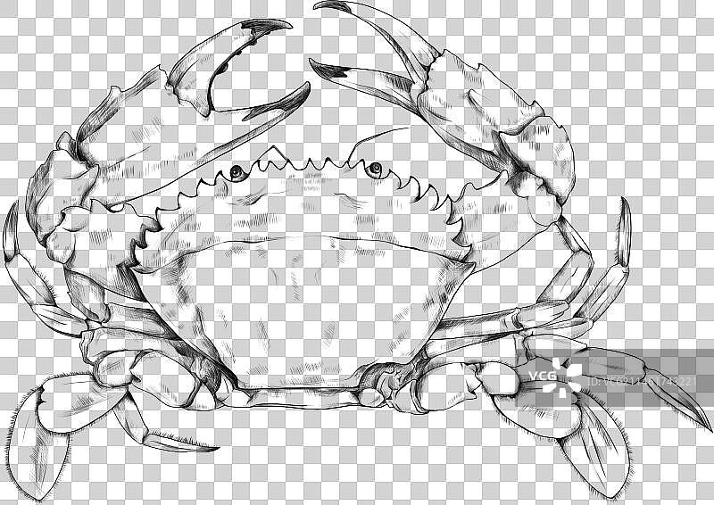 线描螃蟹图片素材